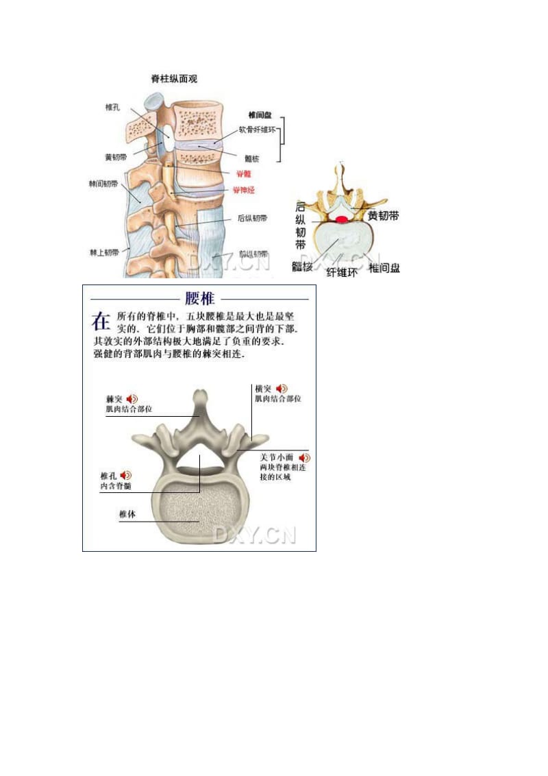 腰椎间盘解剖图.doc_第1页