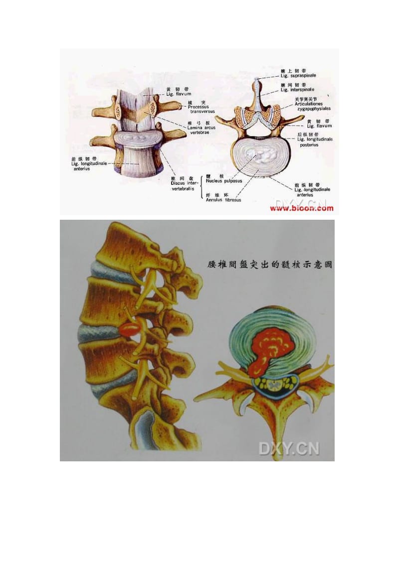 腰椎间盘解剖图.doc_第2页