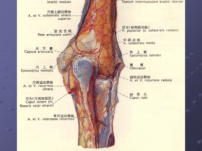 肘关节解剖.ppt_第1页