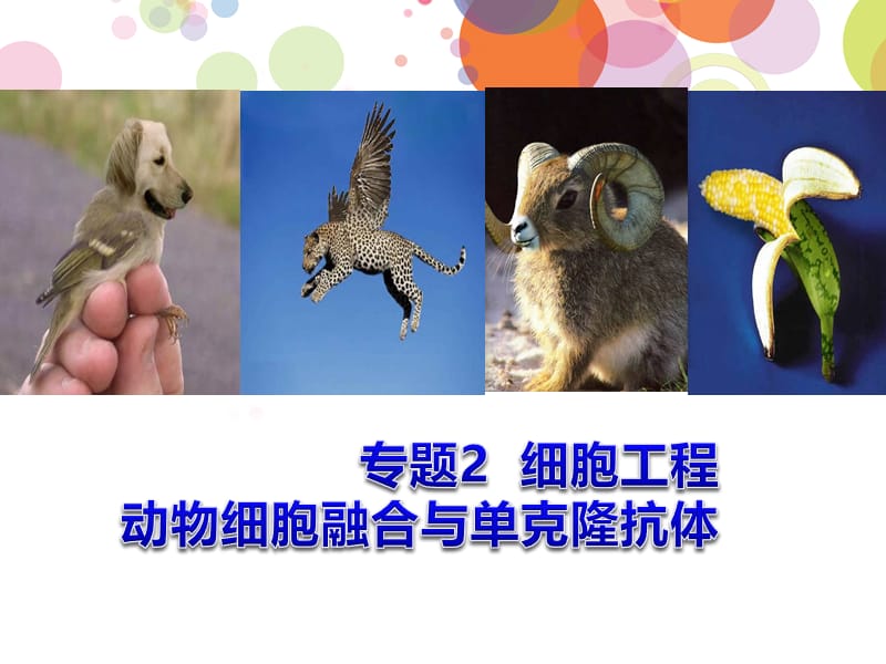 (展示课)动物细胞融合与单克隆抗体(上课).ppt_第1页