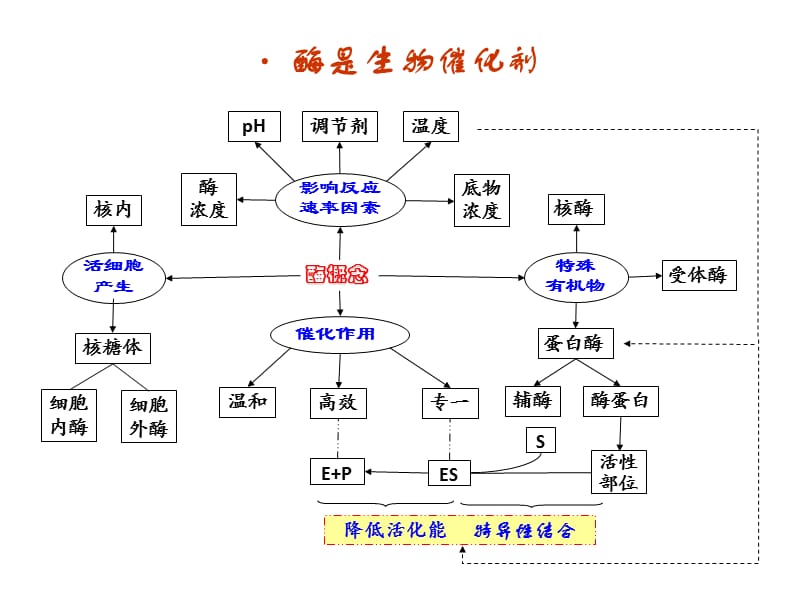 生物概念图.ppt_第2页