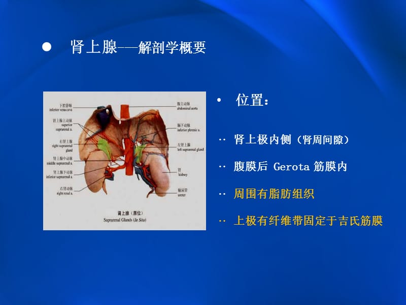 肾上腺常见疾病影像学.ppt_第3页