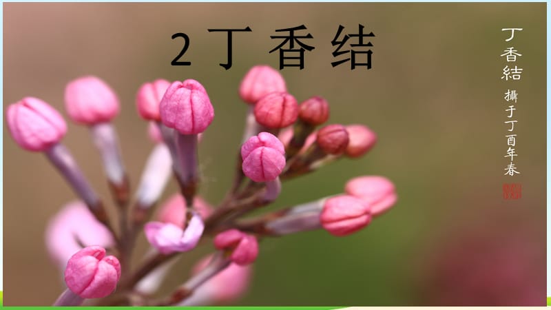 六年级上册丁香结ppt.ppt_第1页