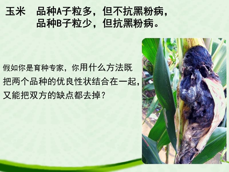 杂交育种与诱变育种课件(公开课).ppt_第3页