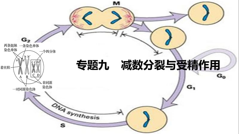 步步高浙江专用2017届高考生物二轮复习专题九减数分裂与受精作用课件.ppt_第1页