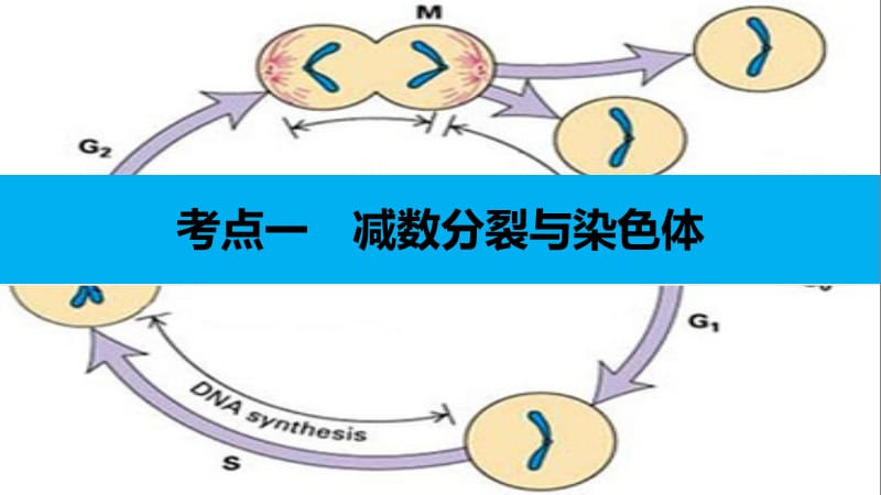 步步高浙江专用2017届高考生物二轮复习专题九减数分裂与受精作用课件.ppt_第3页