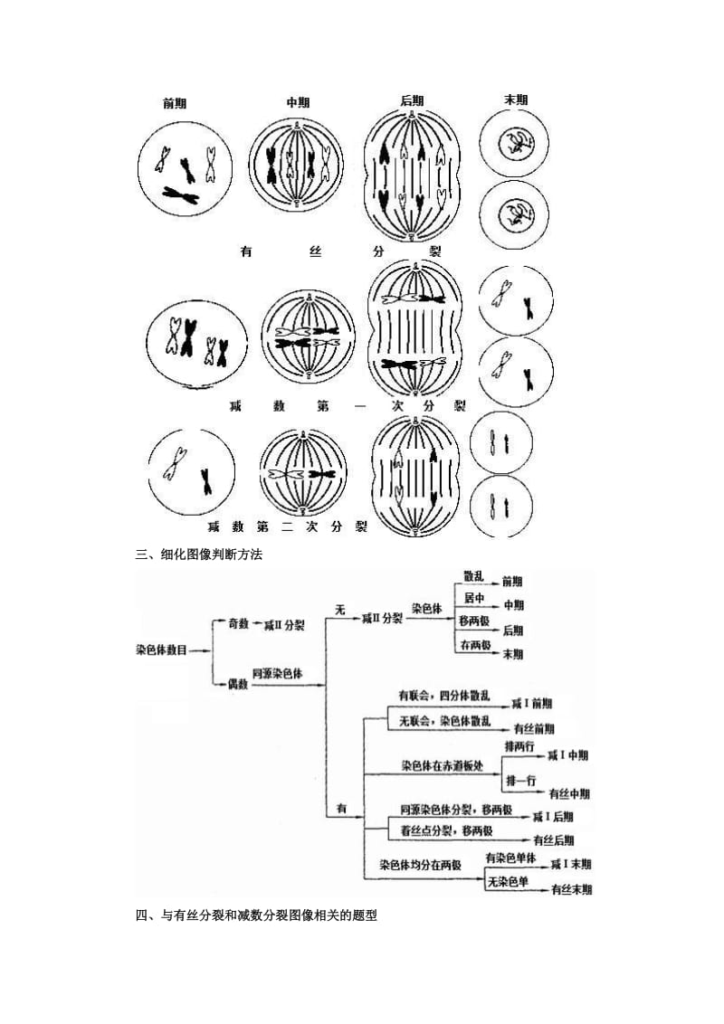 生物_有丝分裂和减数分裂图解_区别和联系.doc_第2页