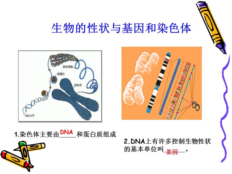 初中生物 生物的遗传习题;.ppt_第3页