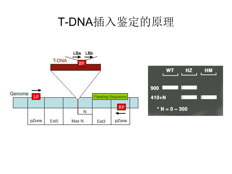 实验五 拟南芥T-DNA插入突变纯合体的鉴定;.ppt_第3页