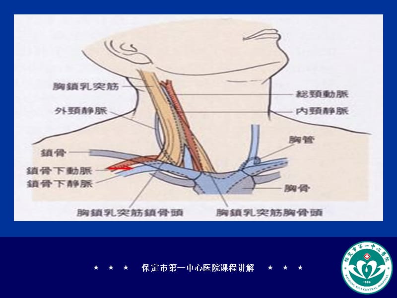 锁骨下静脉立体解剖图;.ppt_第2页