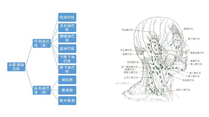 头颈部淋巴结及其回流;.pptx_第2页