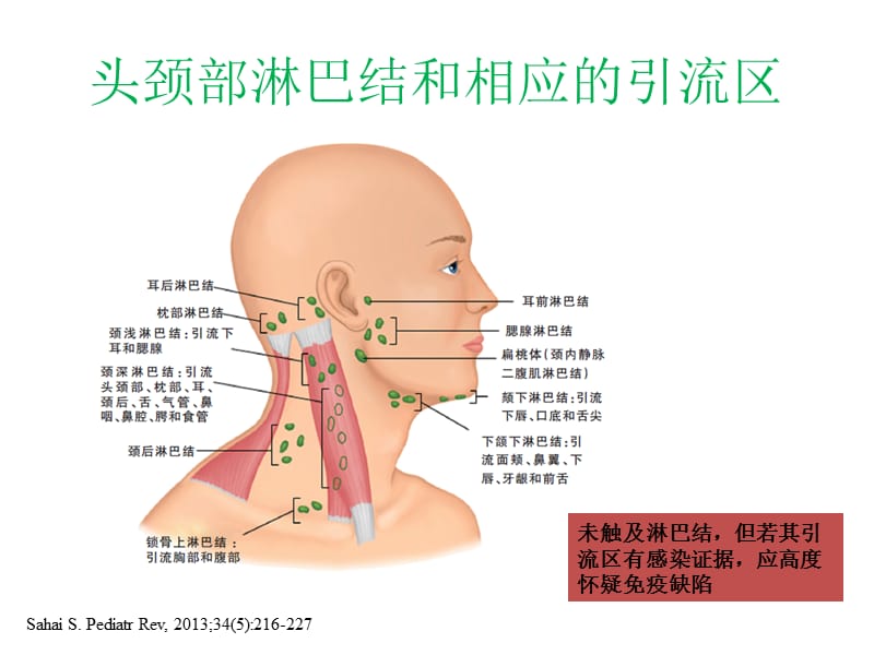 小儿颈部淋巴结;.ppt_第3页