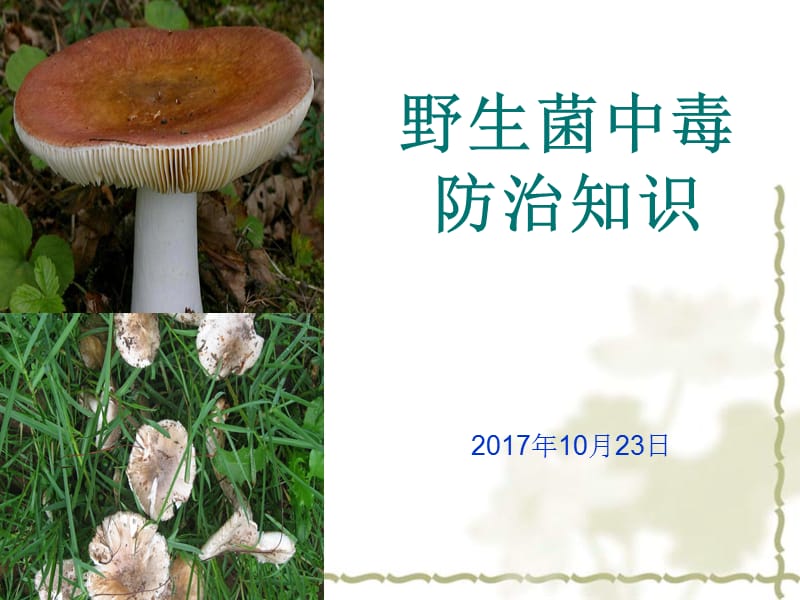 野生菌中毒预防知识;.ppt_第1页