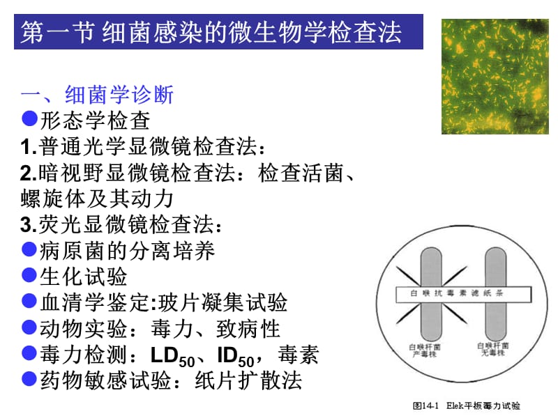 细菌与病毒的病原学检查法;.ppt_第2页