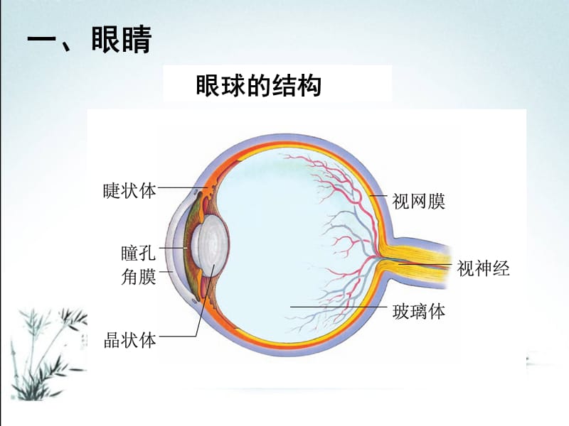 眼睛和眼镜PPT课件;.ppt_第3页