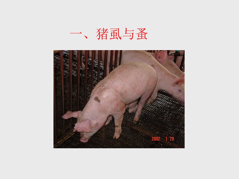 猪的常见皮肤病;.ppt_第3页