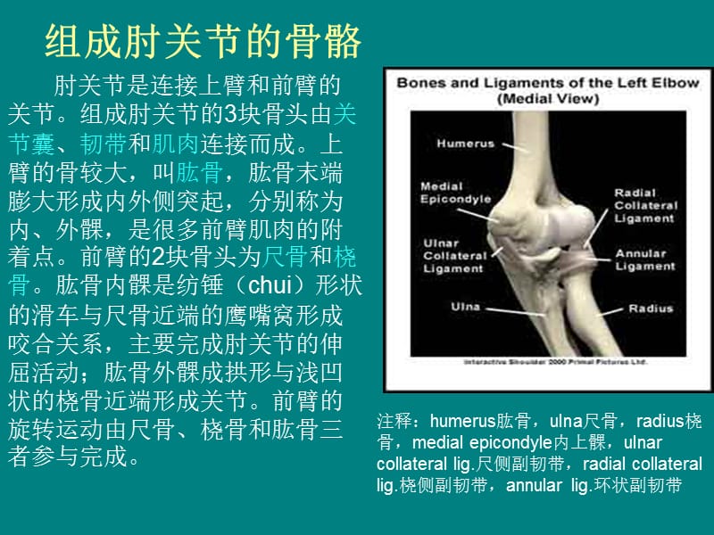 肘关节解剖结构;.ppt_第2页