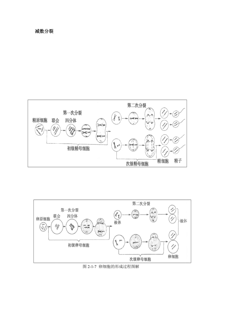 有丝分裂和减数分裂的过程和图像;.docx_第2页