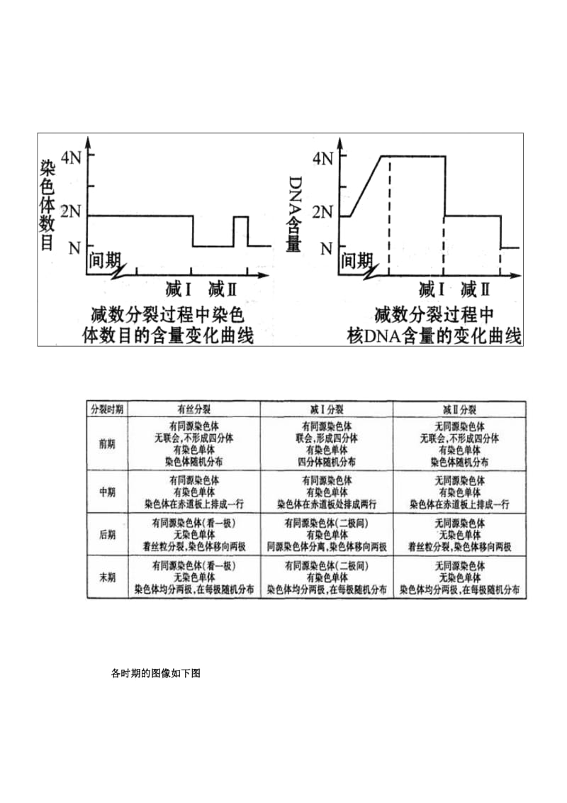 有丝分裂和减数分裂的过程和图像;.docx_第3页