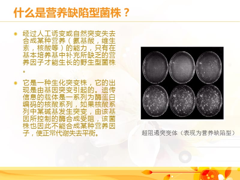 营养缺陷型菌株的筛选方法;.ppt_第2页