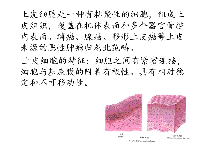 肿瘤上皮间质转化;.ppt_第2页