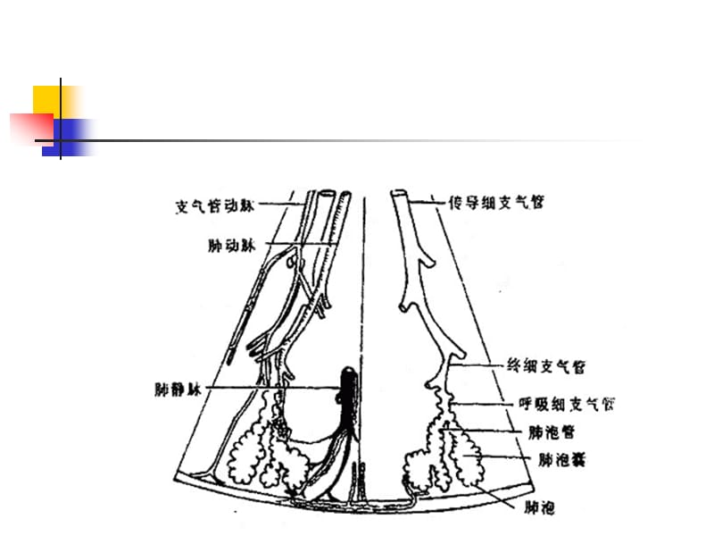 X线胸片基础;.ppt_第3页