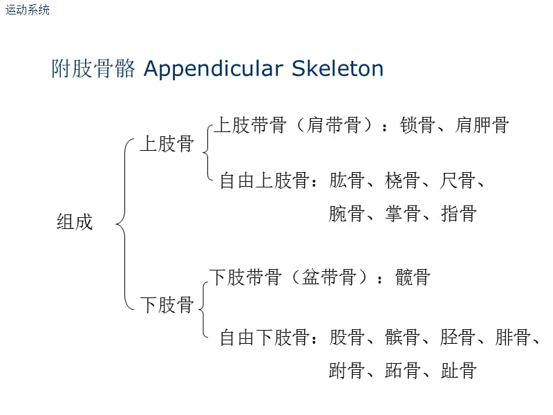 肘关节解剖结构PPT;.ppt_第3页