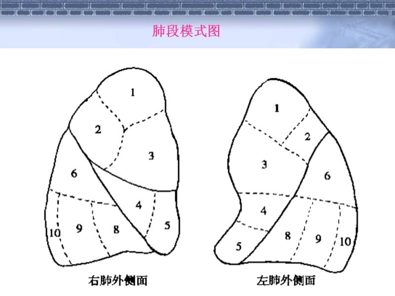 正常胸部CT肺段及淋巴结分区;.ppt_第3页