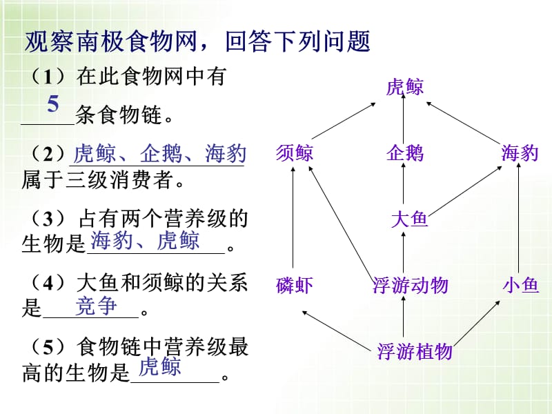 人教版教学课件5.2生态系统的能量流动.ppt_第3页