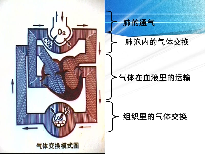 七年级生物课件肾脏.ppt_第1页