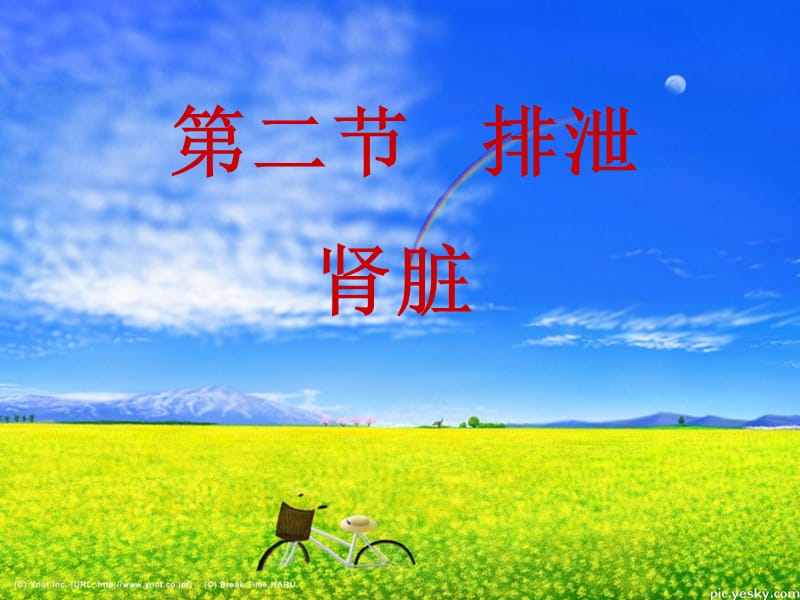 七年级生物课件肾脏.ppt_第2页