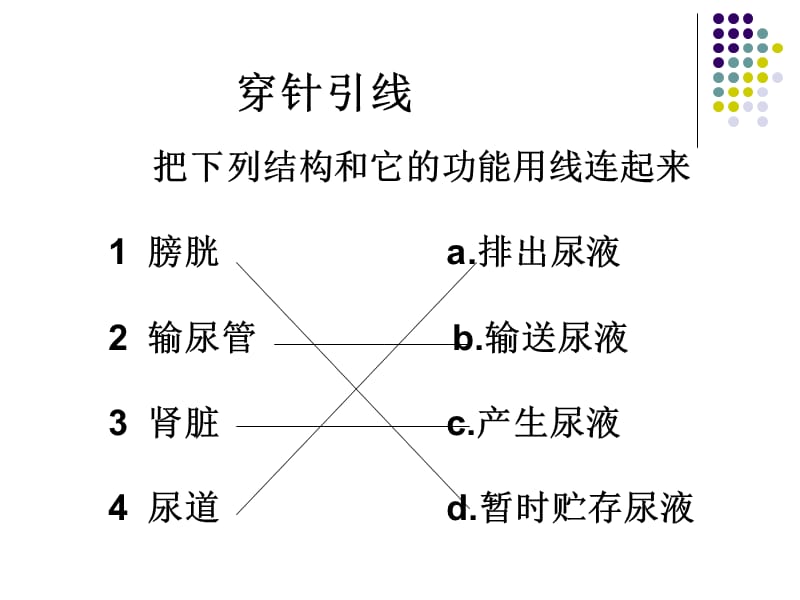 尿的形成和排出精品课件.ppt_第3页