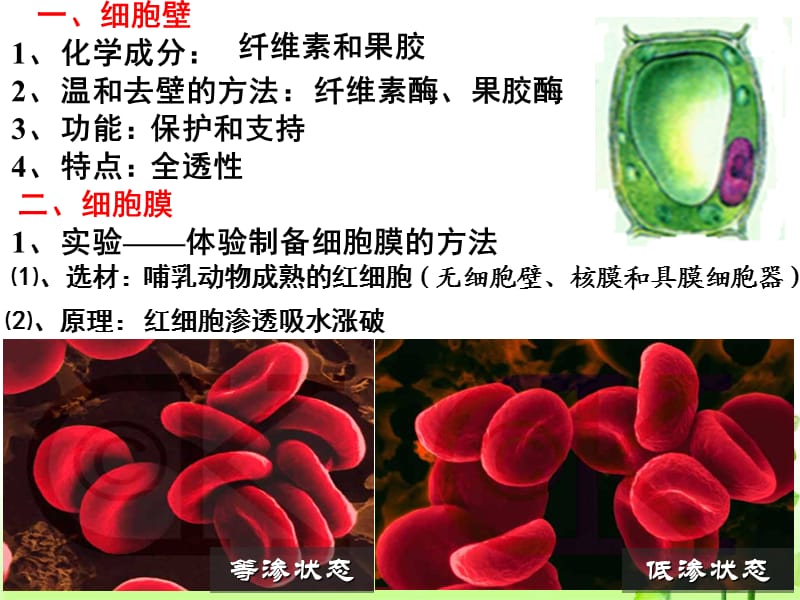 高三一轮复习必修一第3章《细胞的基本结构》课件.ppt_第3页