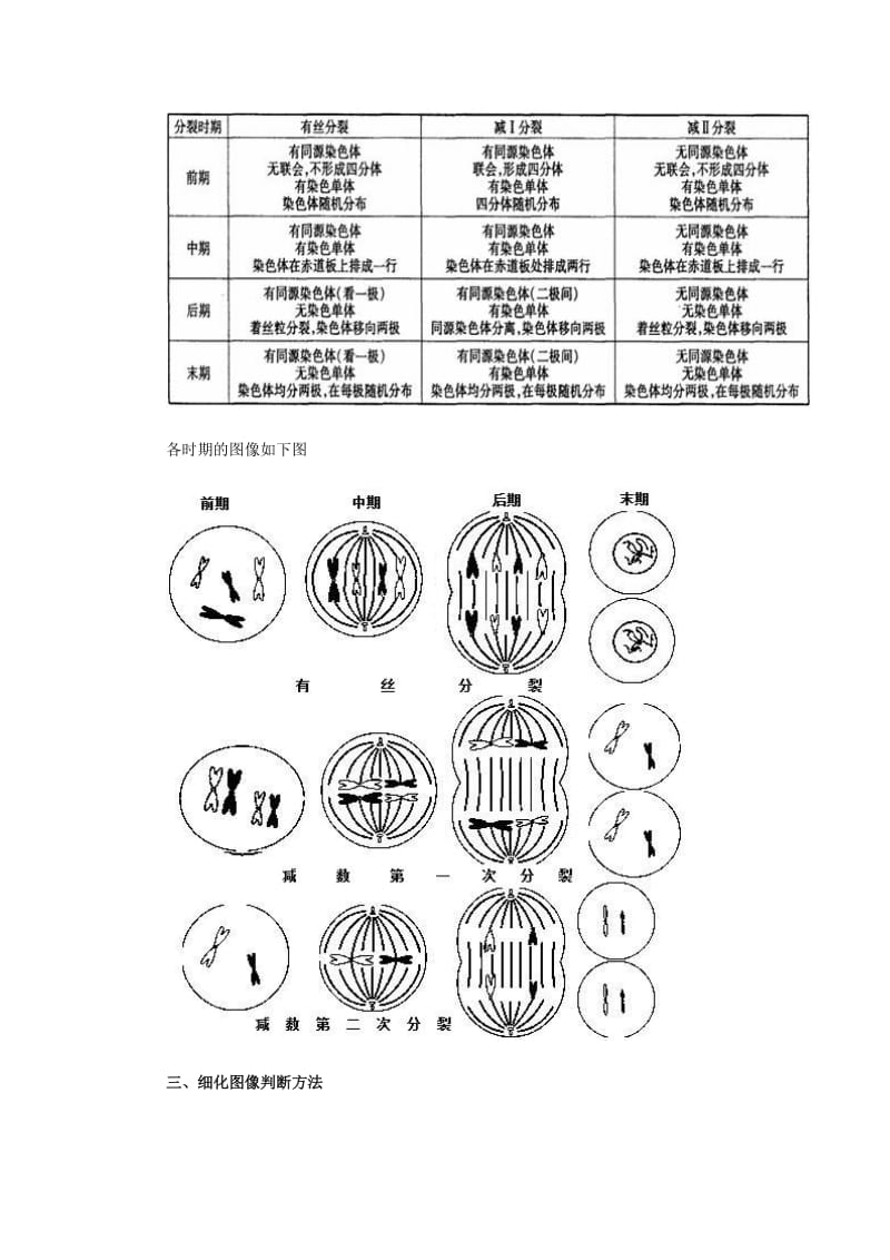 生物 有丝分裂和减数分裂图解,区别和联系;.docx_第2页