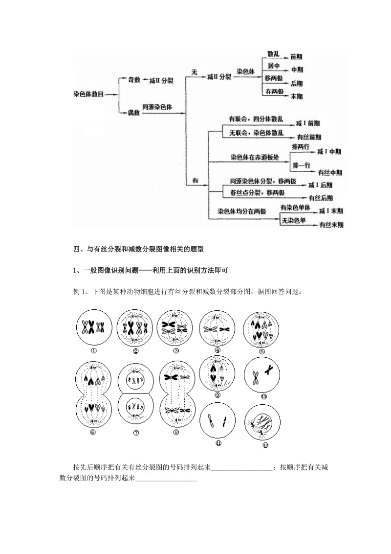 生物 有丝分裂和减数分裂图解,区别和联系;.docx_第3页