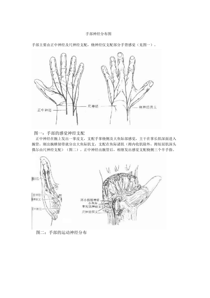 手部神经分布图.doc_第1页