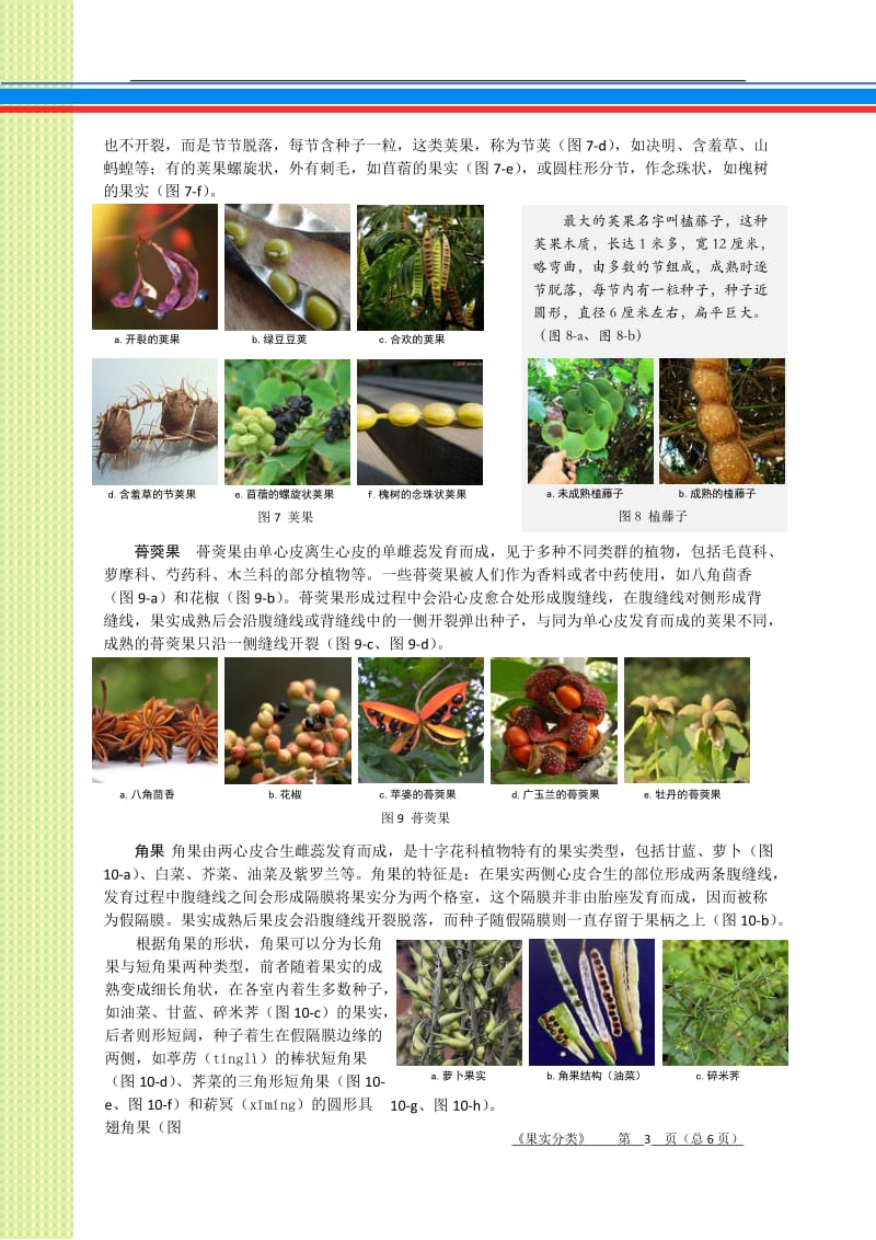 植物果实分类.doc_第3页