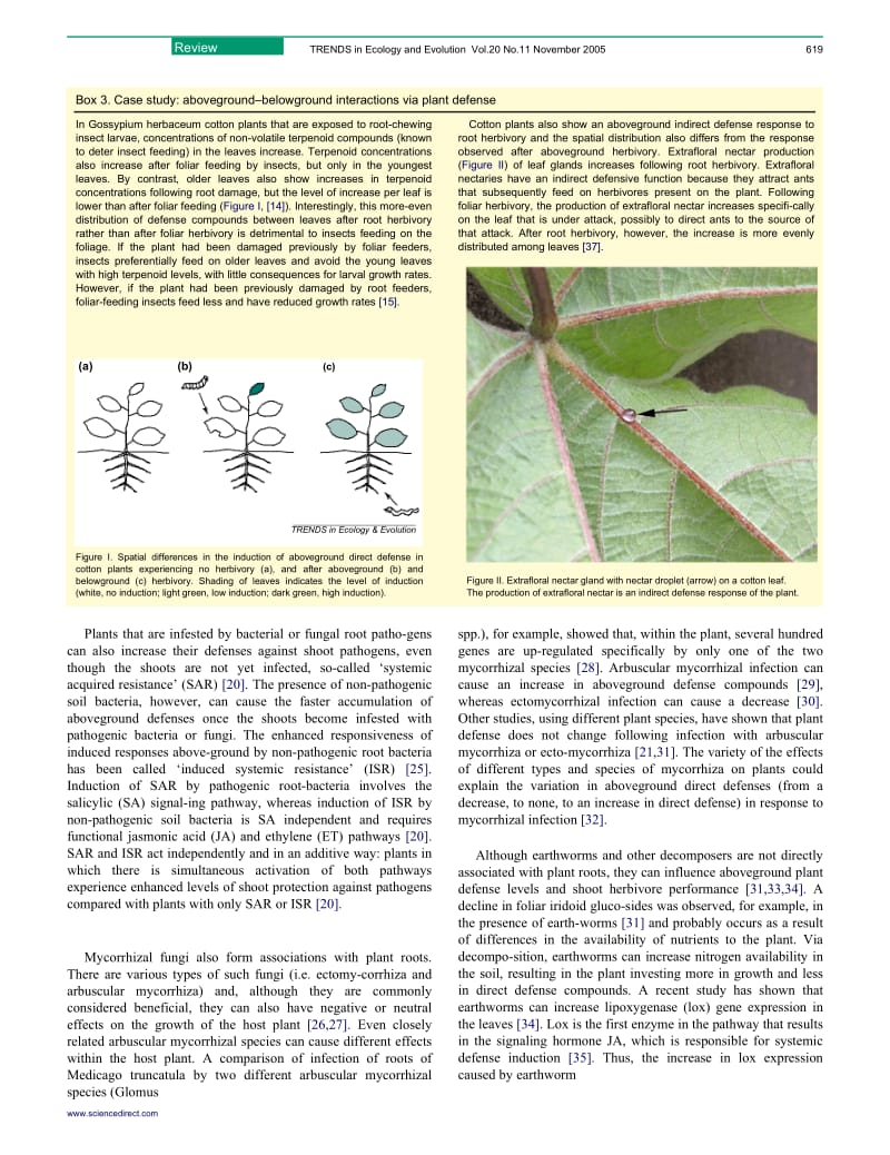 植物地上部分与地下部分的联系.docx_第3页