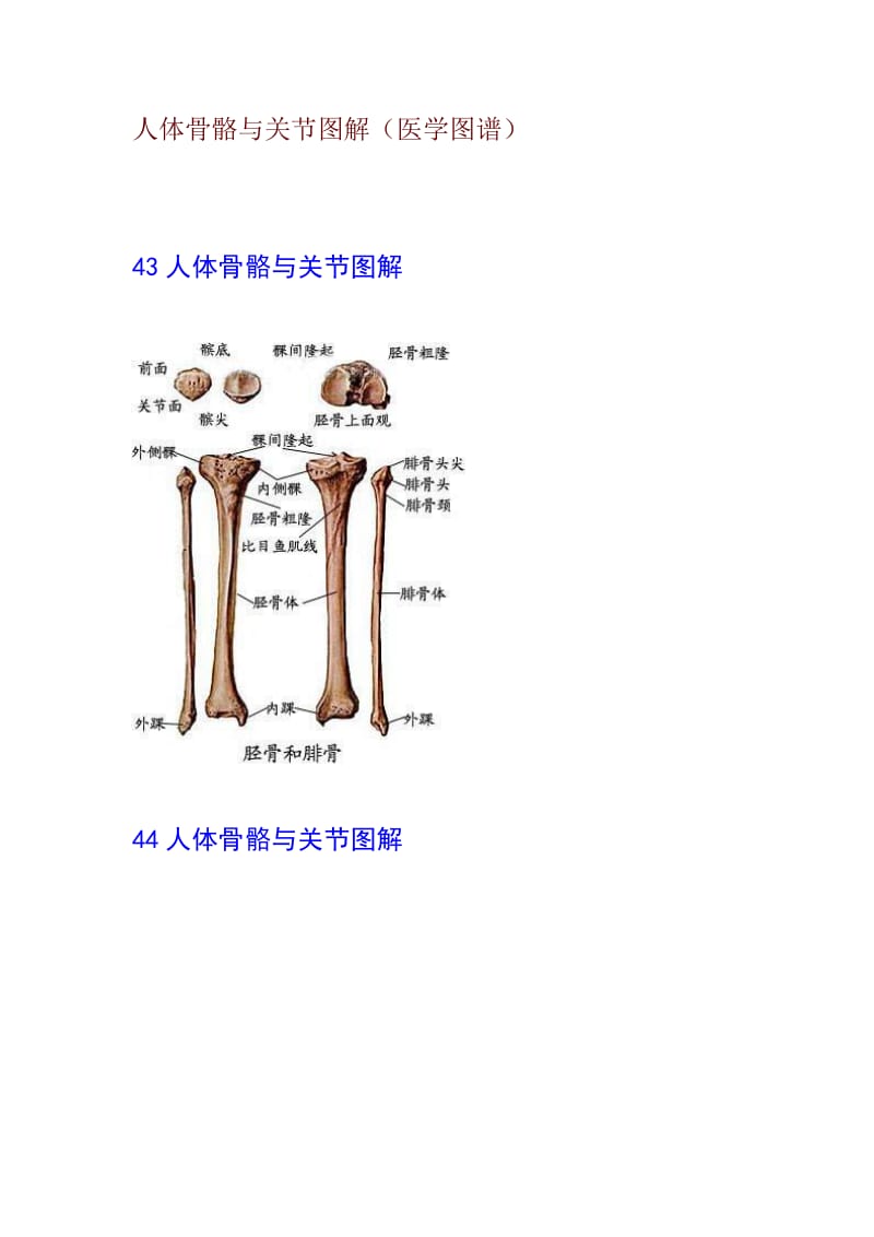 人体骨骼与关节图解;.docx_第1页