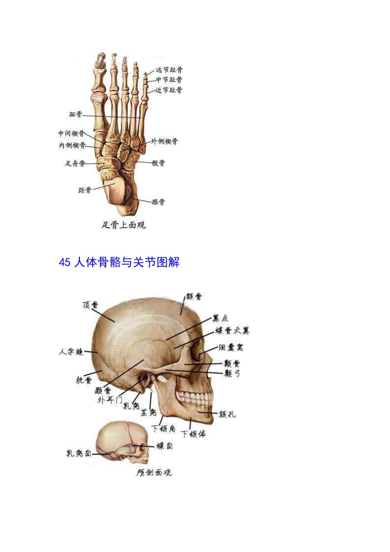 人体骨骼与关节图解;.docx_第2页