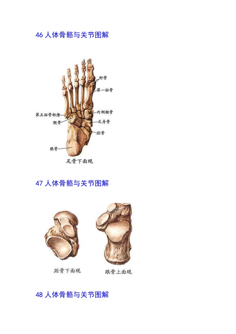 人体骨骼与关节图解;.docx_第3页