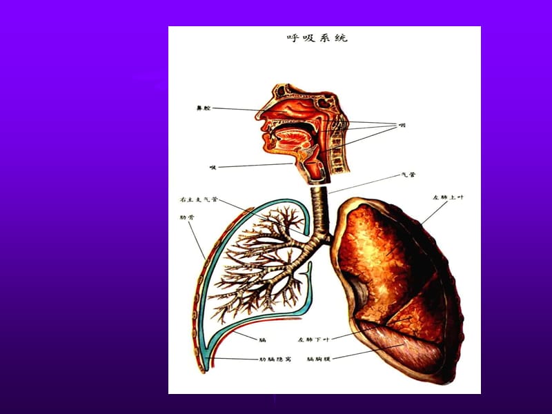内科-呼吸衰竭课件;.ppt_第2页