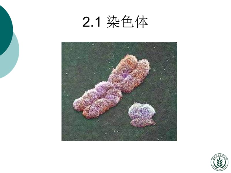 分子生物学 许晓东2;.ppt_第2页