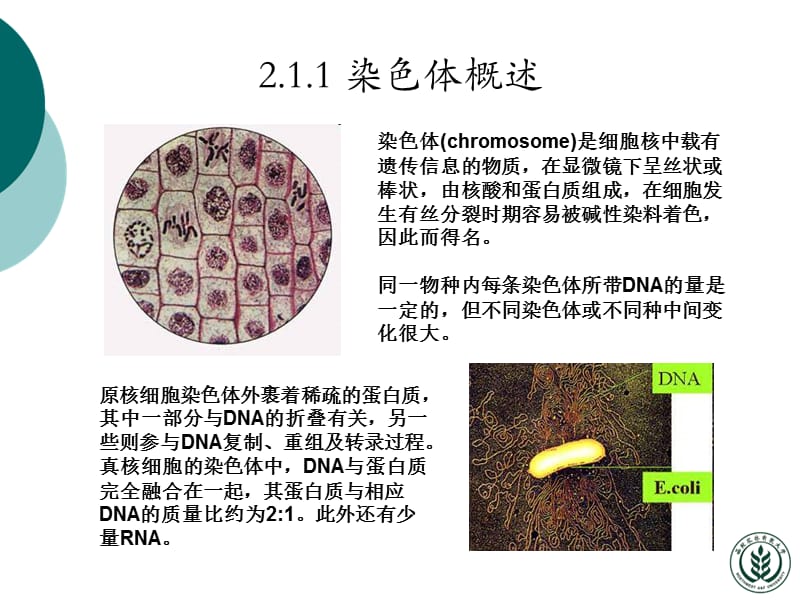 分子生物学 许晓东2;.ppt_第3页