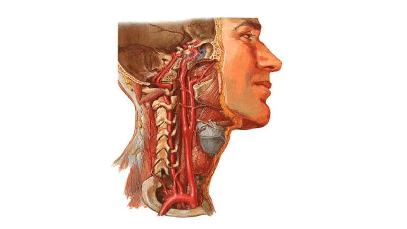 脑动脉解剖及临床(脉络膜前动脉);.ppt_第3页