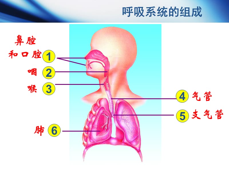 人类的呼吸;.ppt_第2页