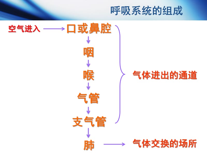 人类的呼吸;.ppt_第3页