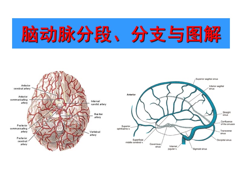脑动脉解剖图解;.ppt_第1页