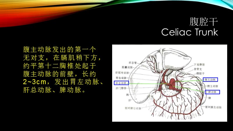 腹部血管疾病的超声诊断;.ppt_第3页