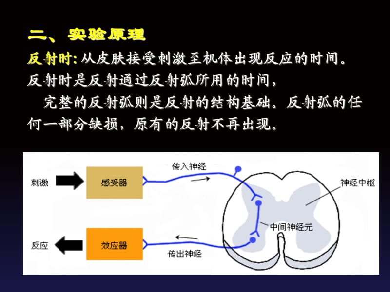 实验三 反射时测定与反射弧分析.ppt_第2页